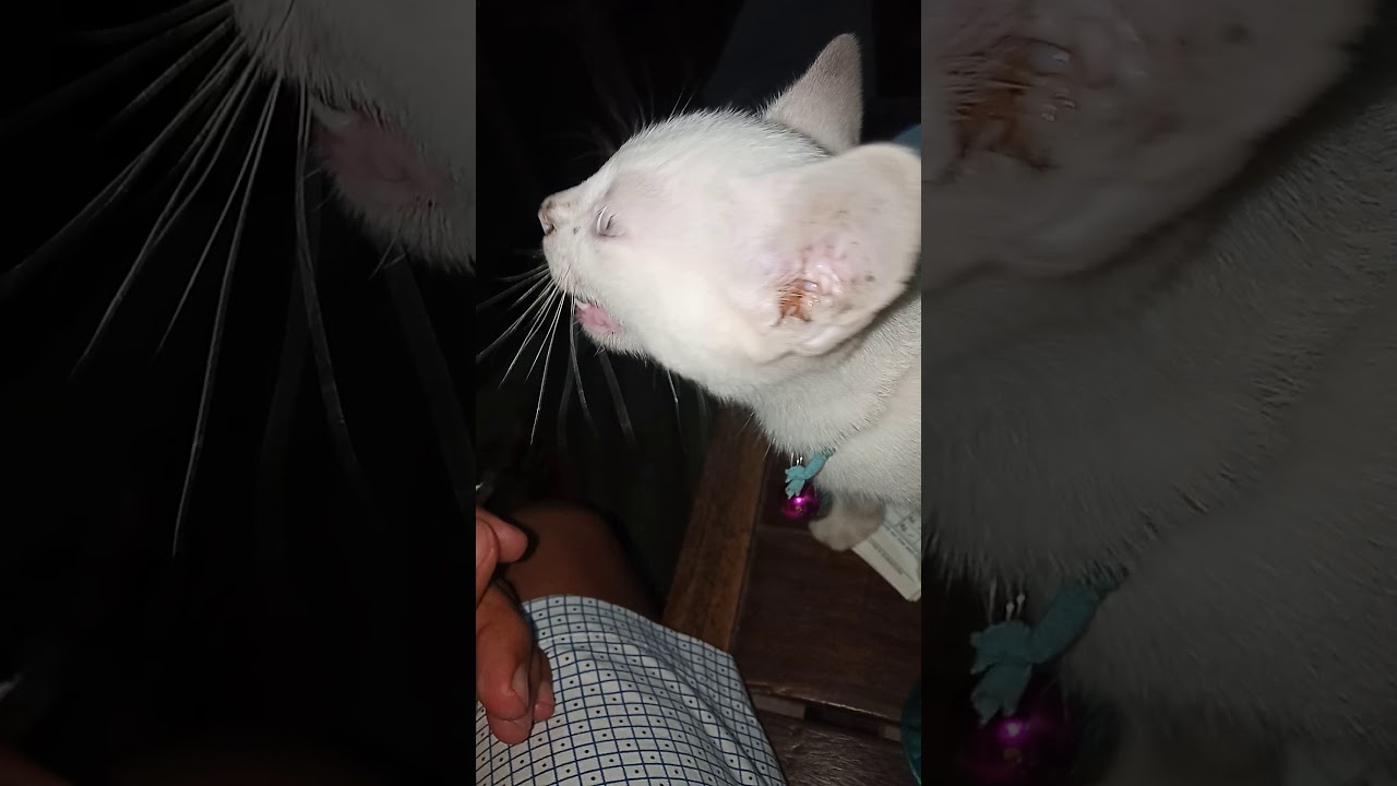 My Little Pussy Cat Na Makulit Youtube