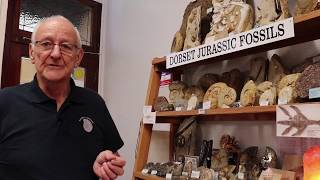 Natural Wonders - the Jurassic Coast rock & fossil shop in Swanage