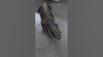 Savannah monitor in a terrarium. Released for a walk #shorts Reptiles for mood