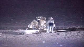 video lions vs hyenas