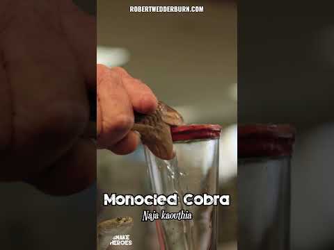 Things Almost Got Out Of Hand With This Cobra!