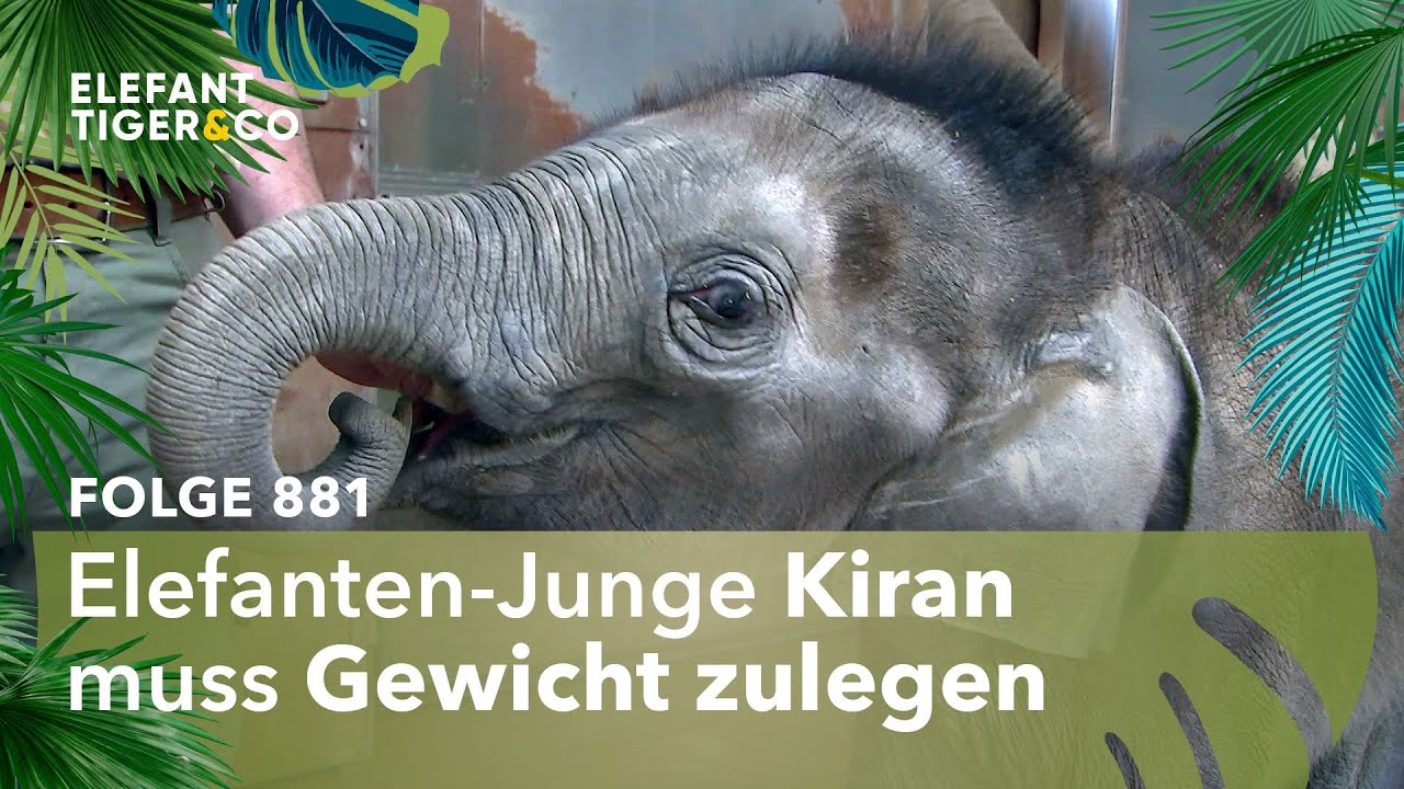 Ein saustarker Kick (Folge 881) | Elefant, Tiger & Co. | MDR