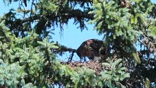 Red tailed Hawk nestling 2026