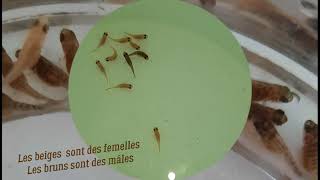 Reproduction Labeotropheus Et Évolution Des Jeunes