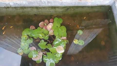 Những nguyên nhân khiến cả cảnh chết, cách nuôi cá cảnh  ngoài trời