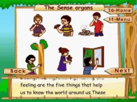learn science class 3 the human body the sense organs animation youtube