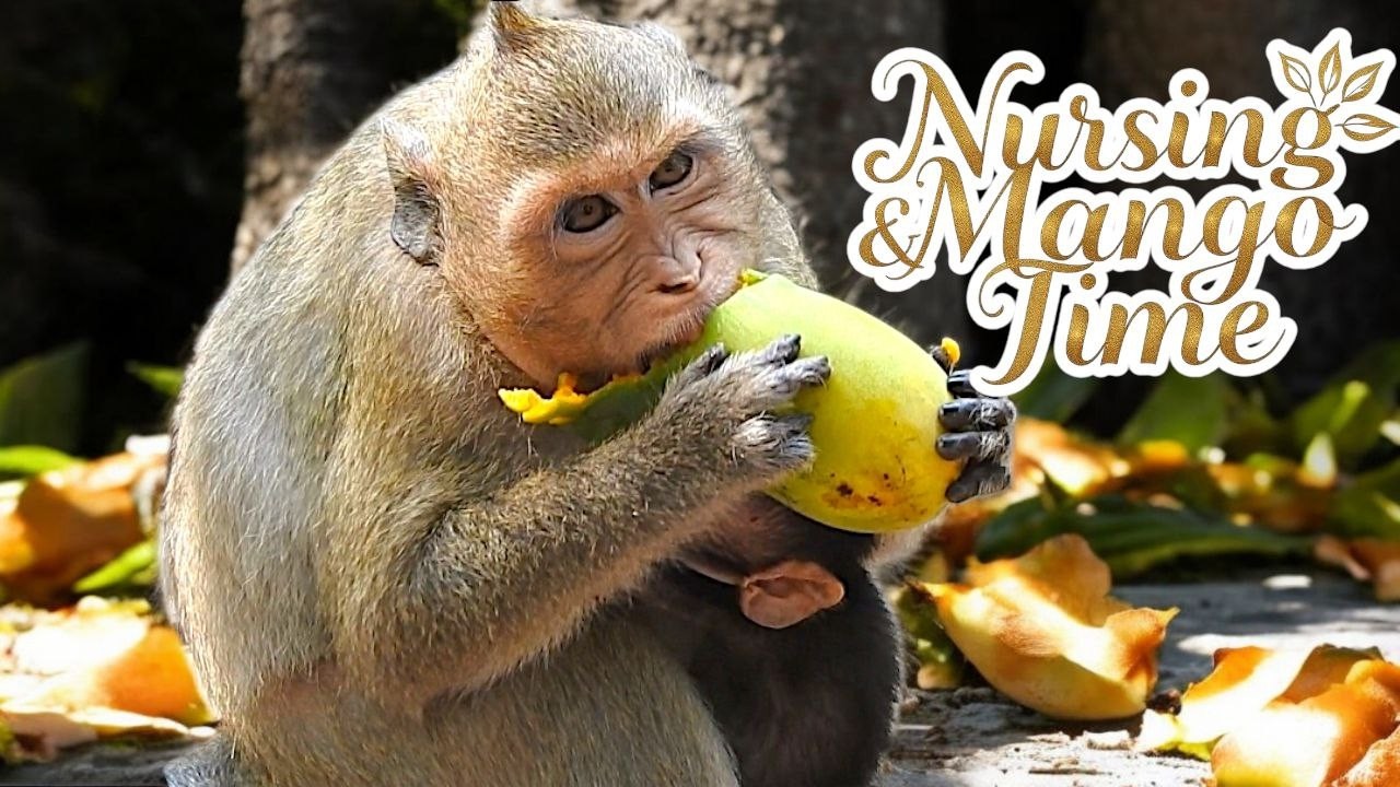 Sweet Mango Moment! Young Mom AMAYA & Baby AVERY’s Peaceful Bond 🥭💛