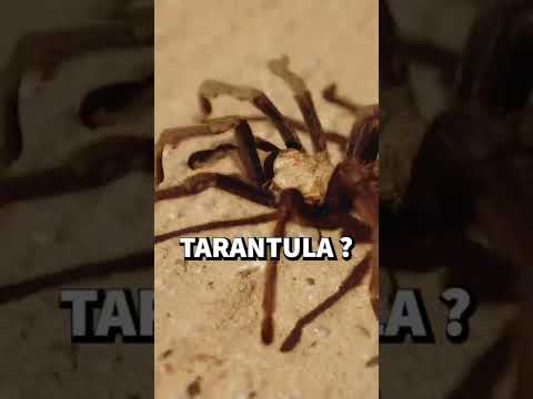 Video: Co znamená tarantella v hudbě?