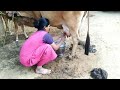 How to get milking from cow | How to milk a cow | How to milk a cow by hand | cow milk | milk cow