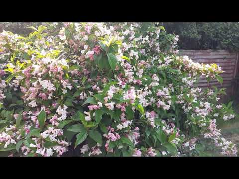 Busy bees in the weigela bush. 19th May 2024.