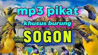 Mp3 Pikat Khusus Burung Sogonsogon Anaksogon Jantansogon Betinasogon Tarung