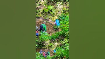 Leo Rừng Lội Suối 🌿 | Chuyến Đi Câu Cá Suối Trong Rừng Nhiệt Đới Lâm Đồng – Việt Nam