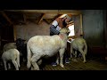 Kashmiri high breed merino sheep farm