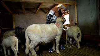 Kashmiri High Breed Merino Sheep Farm