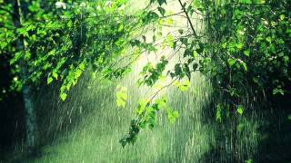 Sonido de la lluvia durante una hora, con truenos - sound of rain for an hour, with thunder