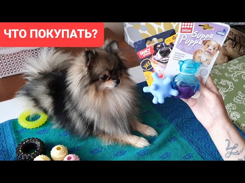 Какие игрушки для собак покупать? Шпиц, Чихуахуа, обзор, рекомендации