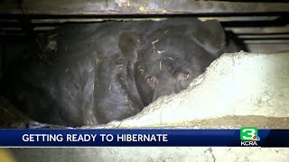 Black bears getting ready to hibernate breaking into Lake Tahoe homes for more food