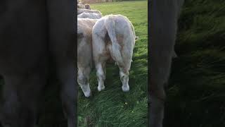 Charolais Weanlings