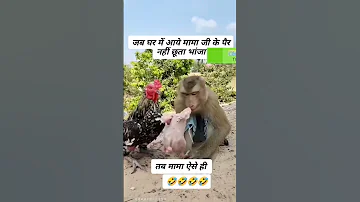 Monkey Prank With Cock Very Funny Short Funnyanimal Monkey Cock Funny 