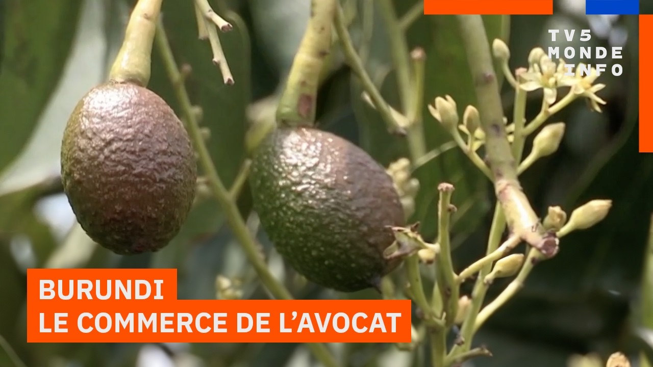 Burundi : Le pari de l'avocat pour redynamiser l'économie