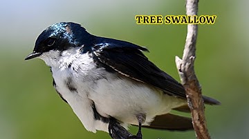 Tree swallow looking splendid