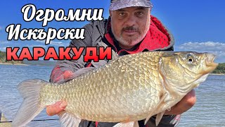 видео: Как да хванем ОГРОМНИ искърски КАРАКУДИ и ПЛАТИКИ на ФИДЕР? / Как да ги излъжем във вятъра? - 3 част картинка: Как да хванем ОГРОМНИ искърски КАРАКУДИ и ПЛАТИКИ на ФИДЕР? / Как да ги излъжем във вятъра? - 3 част