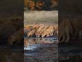Big cats | Wild Animals | शेर बाघ तेंदुआ #shorts