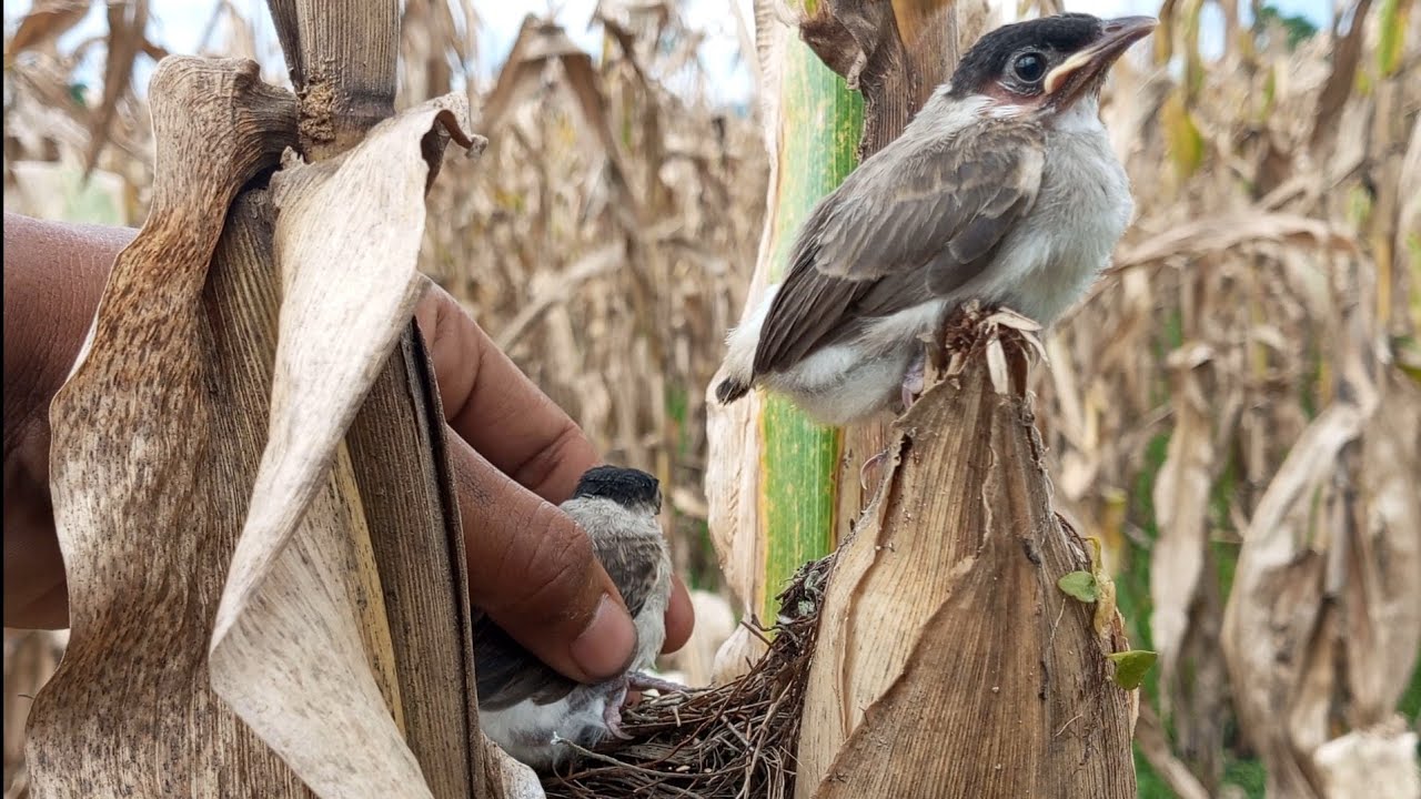 PANEN ANAKAN BURUNG KUTILANG DI KEBUN JAGUNG