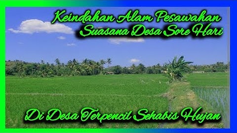 KEINDAHAN ALAM PESAWAHAN ⁉️ di desa terpencil Sore hari sehabis hujan,