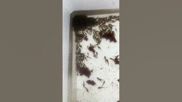 Cá bống tượng giống 2k , cung cấp cá bống tượng nuôi vỗ béo và thu mua cá bống tượng #shortvideo