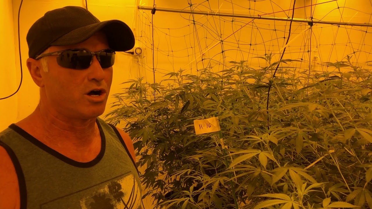 Matanuska Thunder Fuck -  Week 1