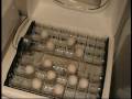 Incubation, using the Little Giant Incubator, How to incubate chicken eggs, demonstration