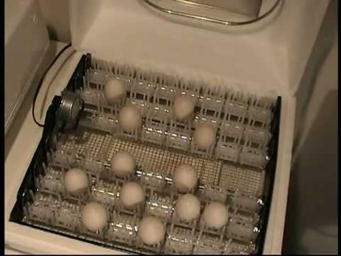 Incubation, using the Little Giant Incub   ator, How to 