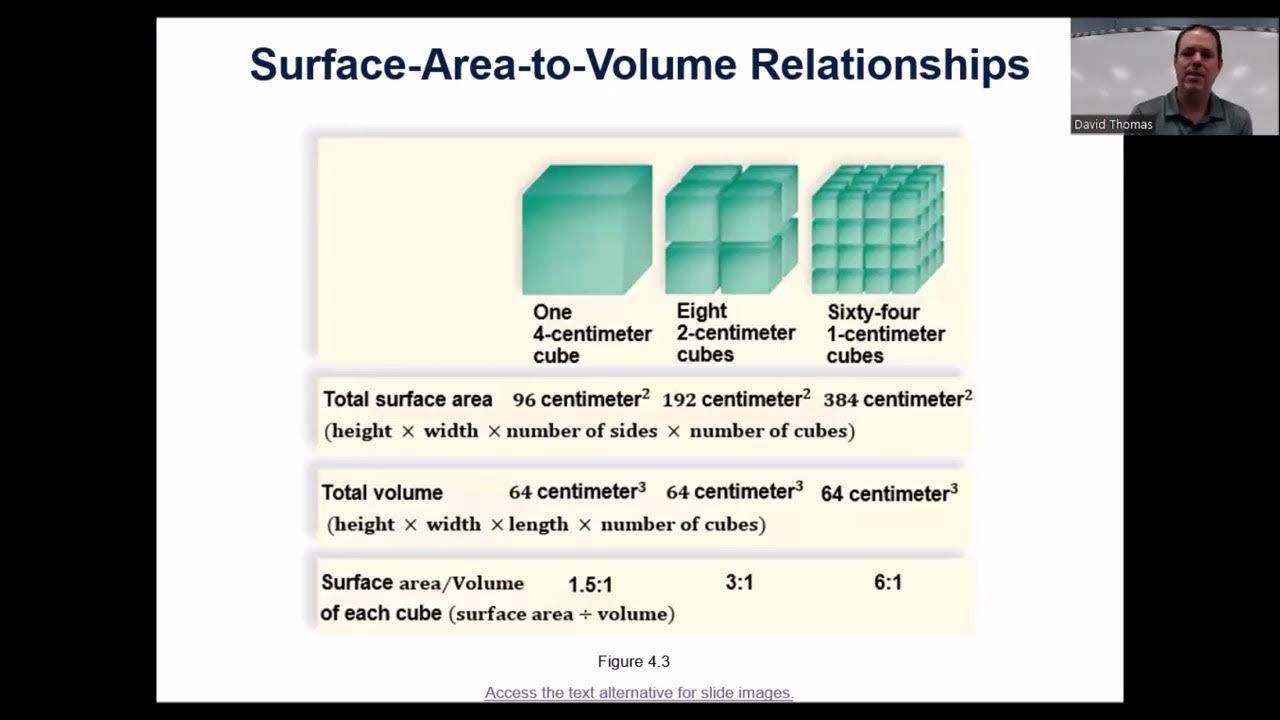 Bio 111 Chapter 4 Cell Structure and Function - YouTube