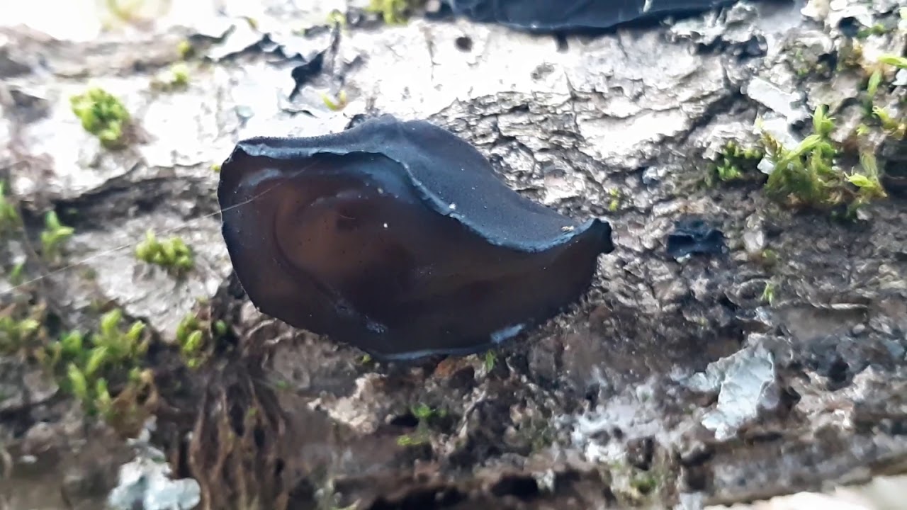 Exidia glandulosa, February 2020