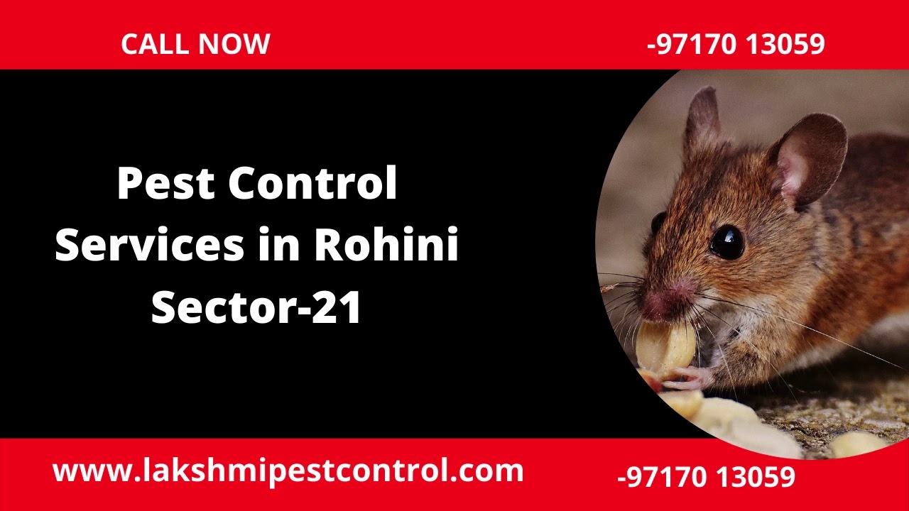 Pest Control Services in Rohini Sector219313239313 YouTube