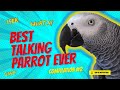 Best talking parrot compilation 2  gizmo the grey bird