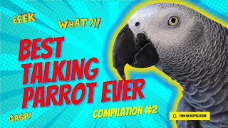 Best Talking Parrot Compilation #2 | Gizmo the Grey Bird