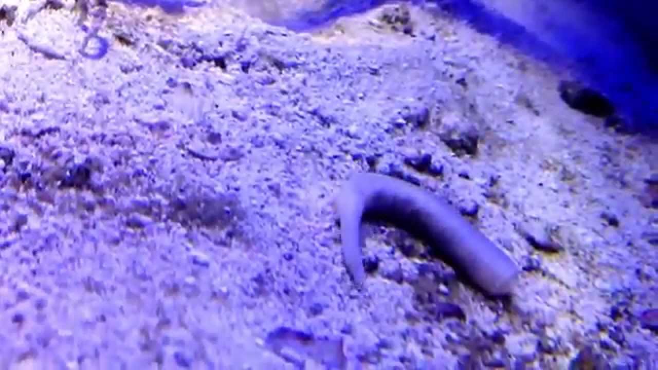 Peanut worm marine reef tank YouTube
