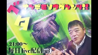 ベタの何でも相談室201190726　無事今回も帰国しました！