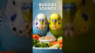 Budgies Sounds Relaxing| Satisfying 🐦 #budgie #budgiesounds #budgies #shorts #viral #ytshorts