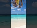 Unwind Instantly with Calming Beach Waves 🌊 | #relaxing #beachsounds #shorts