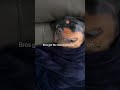 Pups got life all figured out