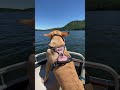 North Idaho Boating Season #labrador #boating #lakelife #northidaho #waterdogs