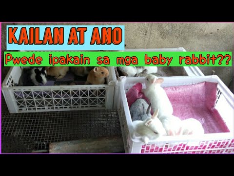 Rabbit farming | Kailan at Ano ang pwed ipakain sa mga baby Rabbit