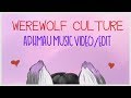 WEREWOLF CULTURE | Aphmau MyStreet MV/Edit | Believer/Whatever It Takes/Thunder