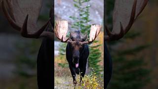 Big Bull Moose on the Move During Rut