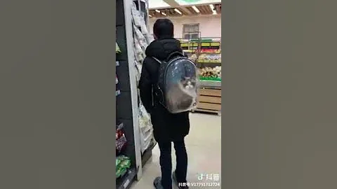 Video 4481321: persian american bobtail, american bobtail cat, cat peterbald chausie, japanese bobtail snowshoe cat, manee cat