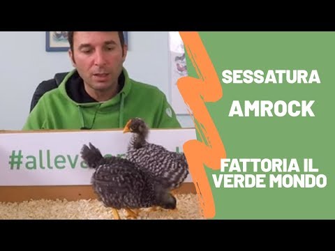 Video: Come distinguere il gallo araucana dalla gallina?