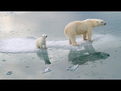 David Attenborough - dezastrul schimbărilor climatice, discurs la COP26.